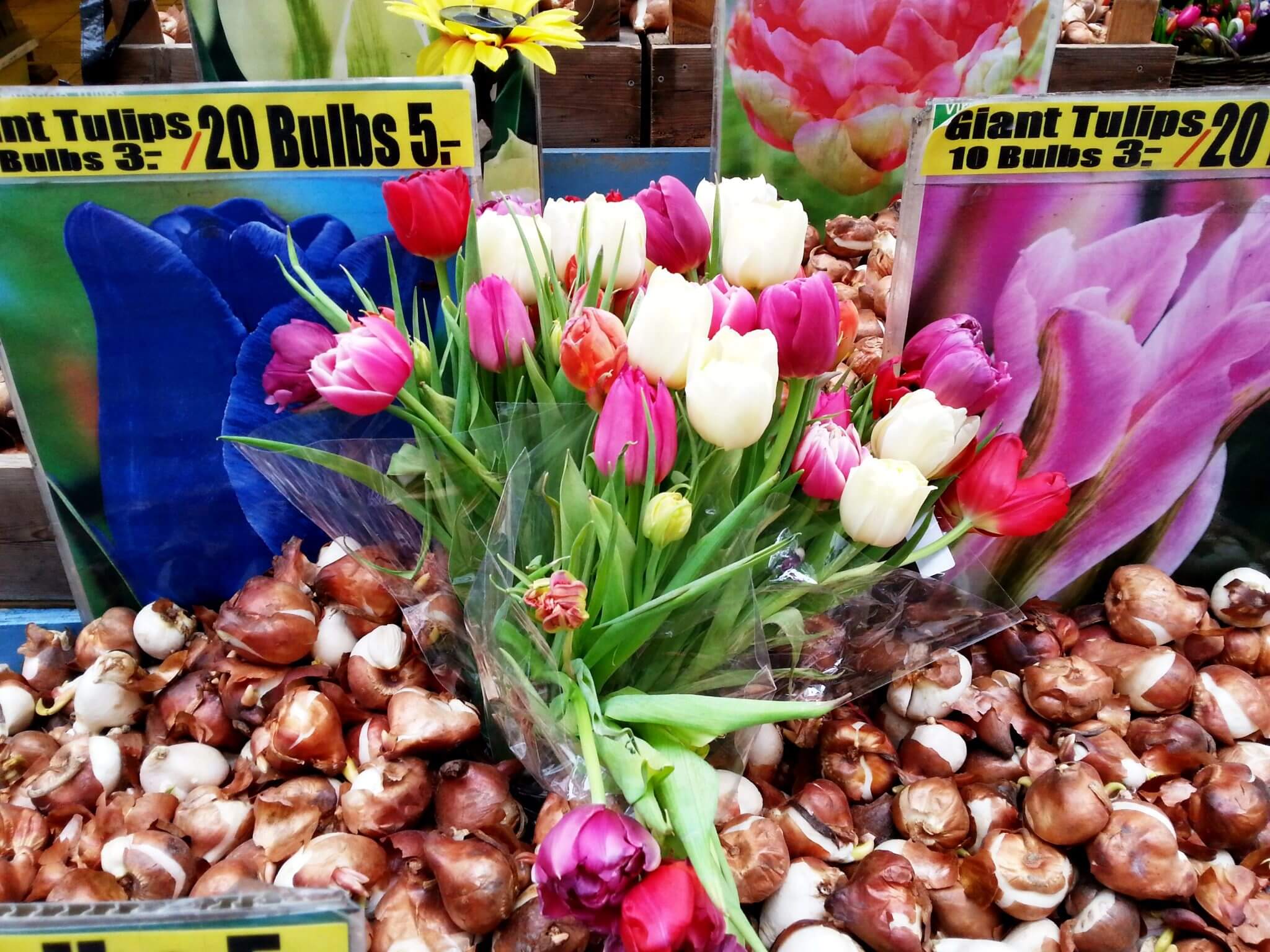 אמסטרדאם, צבעונים