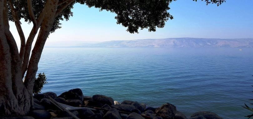 נעצי שמר