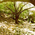 גליל עליון – Copy – Copy חורש ים תיכוני בגליל